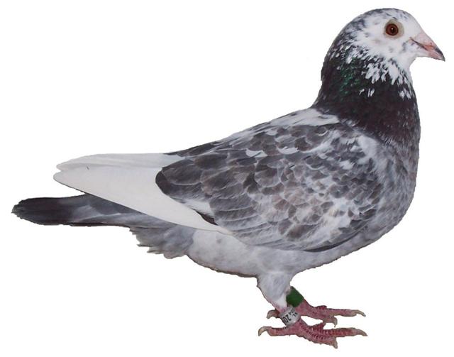 beste dagfond duif 2007